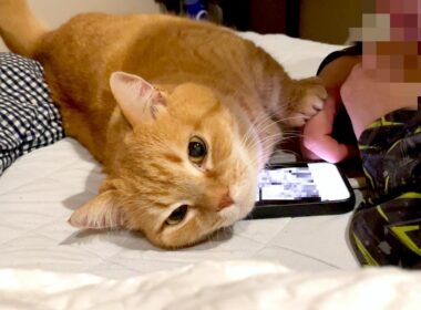 寝る前のスマホタイムを阻止してくる甘えん坊猫