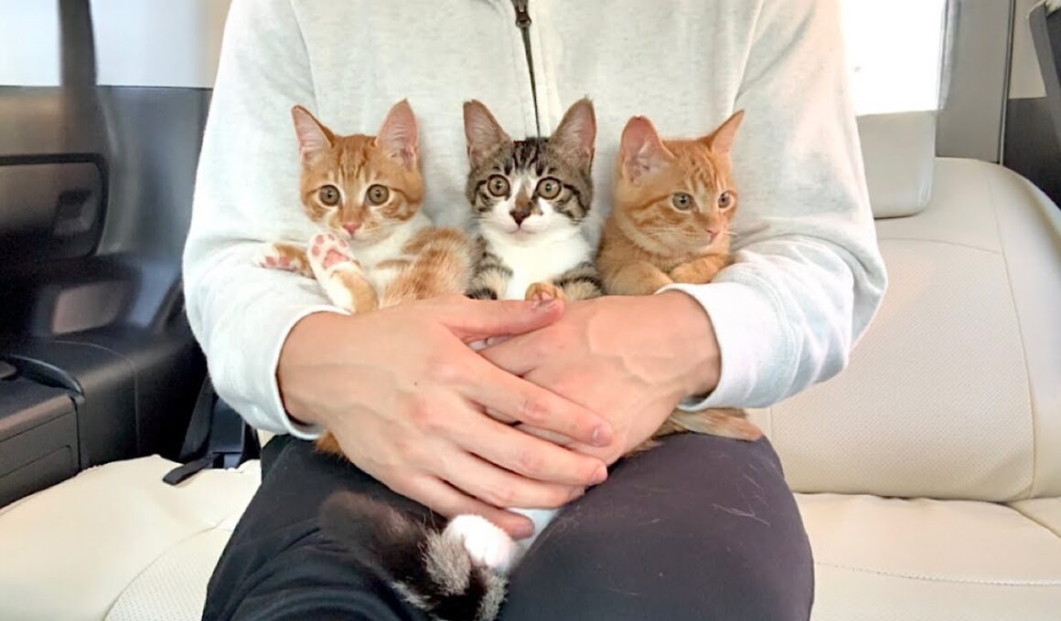 一時保護して入院してた甘えんぼ子猫たちを迎えに行きました。