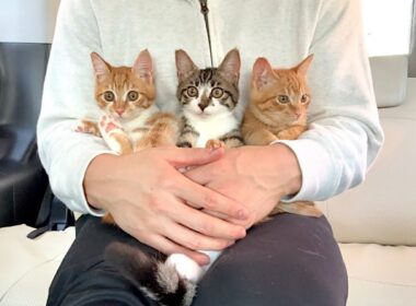 一時保護して入院してた甘えんぼ子猫たちを迎えに行きました。