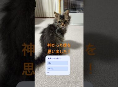 【癒し】エジプトの曲を聴くと神だった頃を思い出すを猫くうちゃんにやってみた #スクーカム #好きな子猫 #猫 #cat #shorts