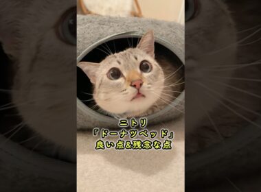 【猫グッズ】本音レビュー｜ニトリ「ペットベッド」良い点と残念な点 #youtubeショッピング