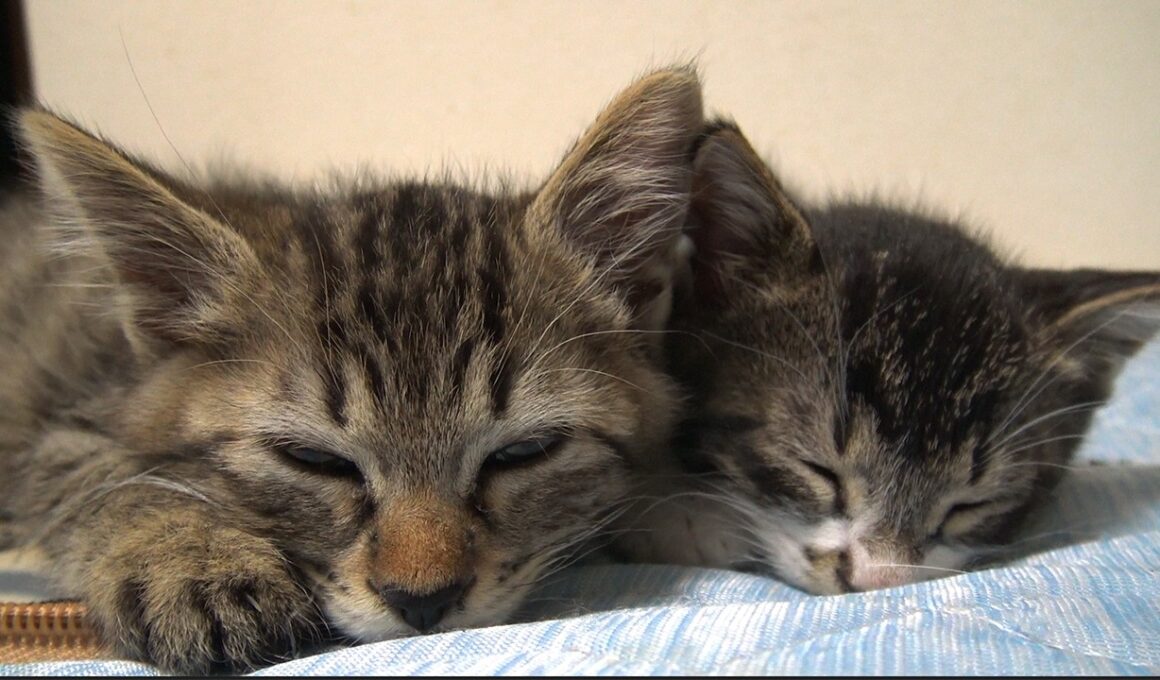 初めての生徒子猫、幸せの後の再会　The life of the first student