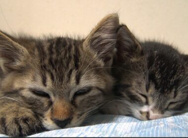 初めての生徒子猫、幸せの後の再会　The life of the first student