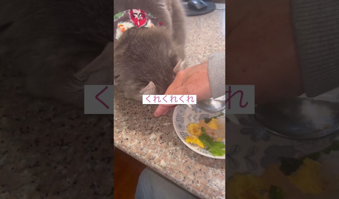 海老食べたいよ #ねこ動画 #アメリカンカール #catshorts