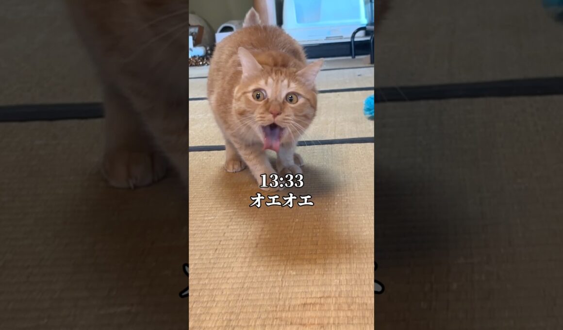 世界一可愛いと言われた猫がオエオエした1日　#cat #保護猫