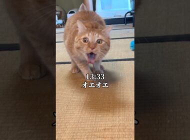 世界一可愛いと言われた猫がオエオエした1日　#cat #保護猫