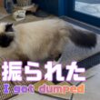 バーマン猫ガブとラフ【振られた】I got dumped（バーマン猫）Birman/Cat