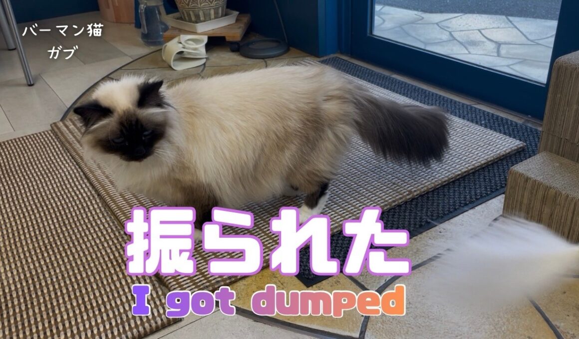 バーマン猫ガブとラフ【振られた】I got dumped（バーマン猫）Birman/Cat