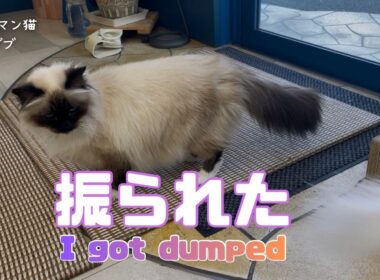 バーマン猫ガブとラフ【振られた】I got dumped（バーマン猫）Birman/Cat