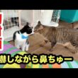 初対面の子猫と怖がり先住猫の反応はこうなりました