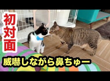 初対面の子猫と怖がり先住猫の反応はこうなりました