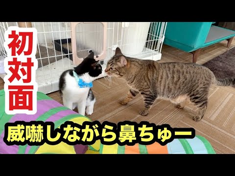 初対面の子猫と怖がり先住猫の反応はこうなりました