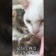 子猫は兄と「再会」、そして別れを知る   #cat #kitten #猫 #子猫 #ねこ #こねこ #shorts  #保護猫  #猫のいる暮らし