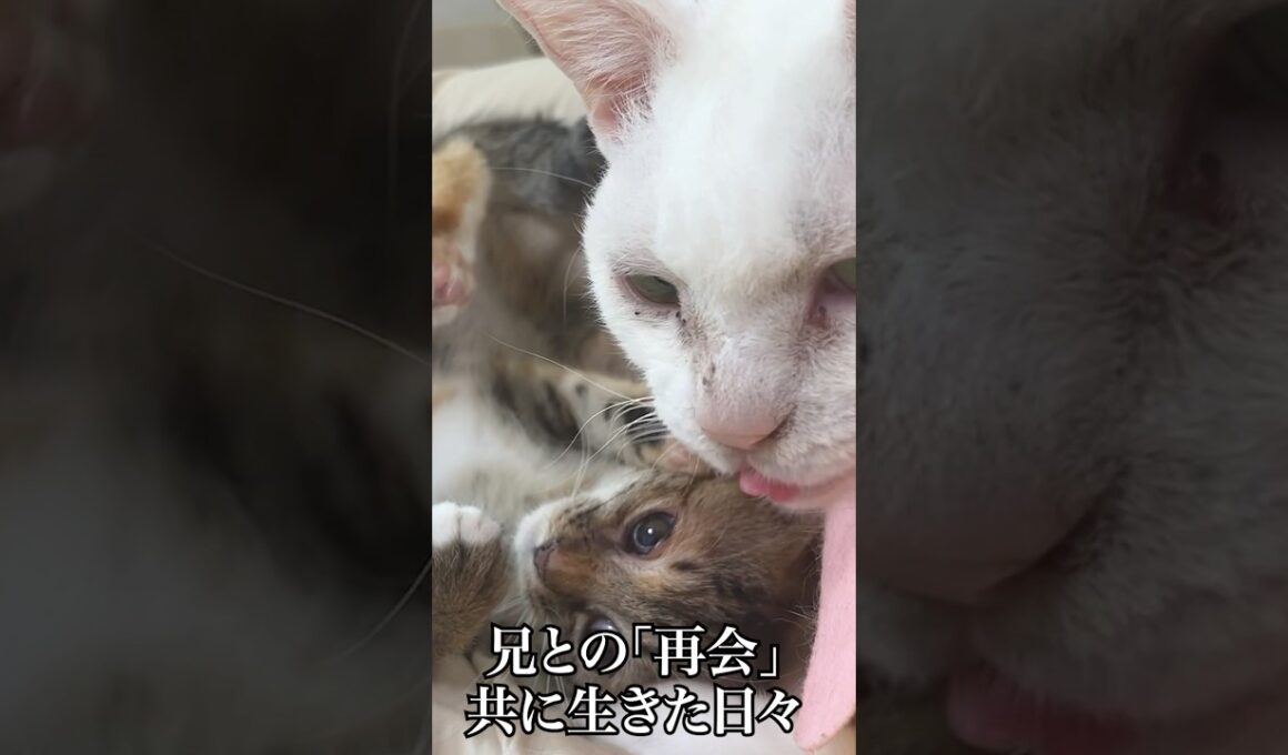 子猫は兄と「再会」、そして別れを知る   #cat #kitten #猫 #子猫 #ねこ #こねこ #shorts  #保護猫  #猫のいる暮らし