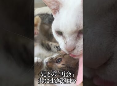 子猫は兄と「再会」、そして別れを知る   #cat #kitten #猫 #子猫 #ねこ #こねこ #shorts  #保護猫  #猫のいる暮らし