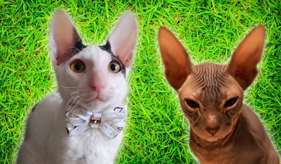 The Cornish Rex kitten fell off the railing