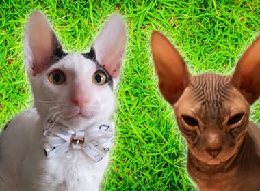 The Cornish Rex kitten fell off the railing