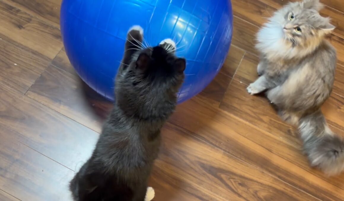 バランスボールが嫌いになった猫達　ラガマフィン