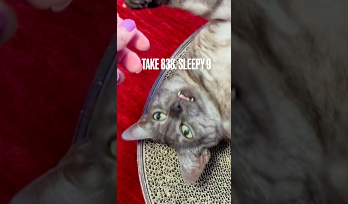 #バリバリボウル で #ぐでぐで#egyptianmaucat #エジプシャンマウ #エジプシャンマウスモーク #エジプシャンマウの仲間たち #眠い猫 #shorts