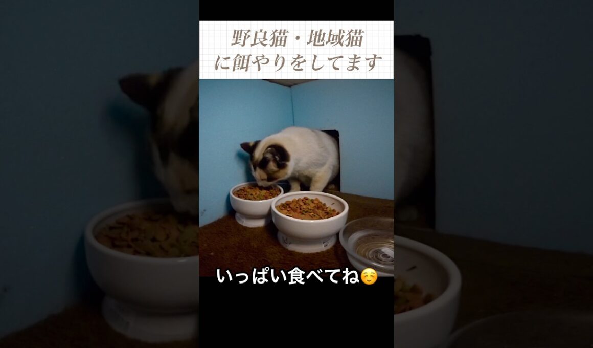 雨が降ろうがお腹は空く。シャム母さん登場。いっぱい食べてね。