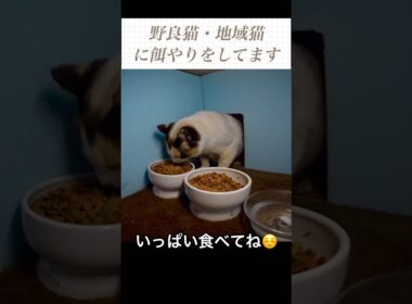 雨が降ろうがお腹は空く。シャム母さん登場。いっぱい食べてね。