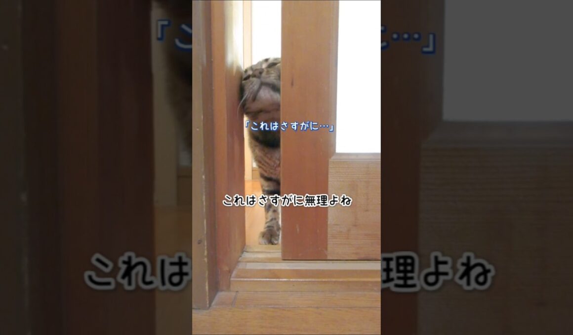 【ベンガル猫】猫さんてどのくらいの隙間なら入ってこれるのかな？ #猫 #ベンガル猫