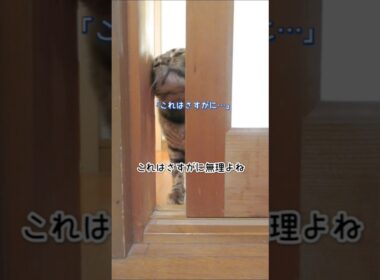 【ベンガル猫】猫さんてどのくらいの隙間なら入ってこれるのかな？ #猫 #ベンガル猫