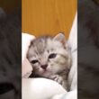 子猫はナデナデされて電池が切れちゃいました【赤ちゃん猫　保護猫】 #gatto #kitten #子ネコ #cat #cute #好きな子猫 #三毛猫 #kitty #猫 #animals  #保護猫
