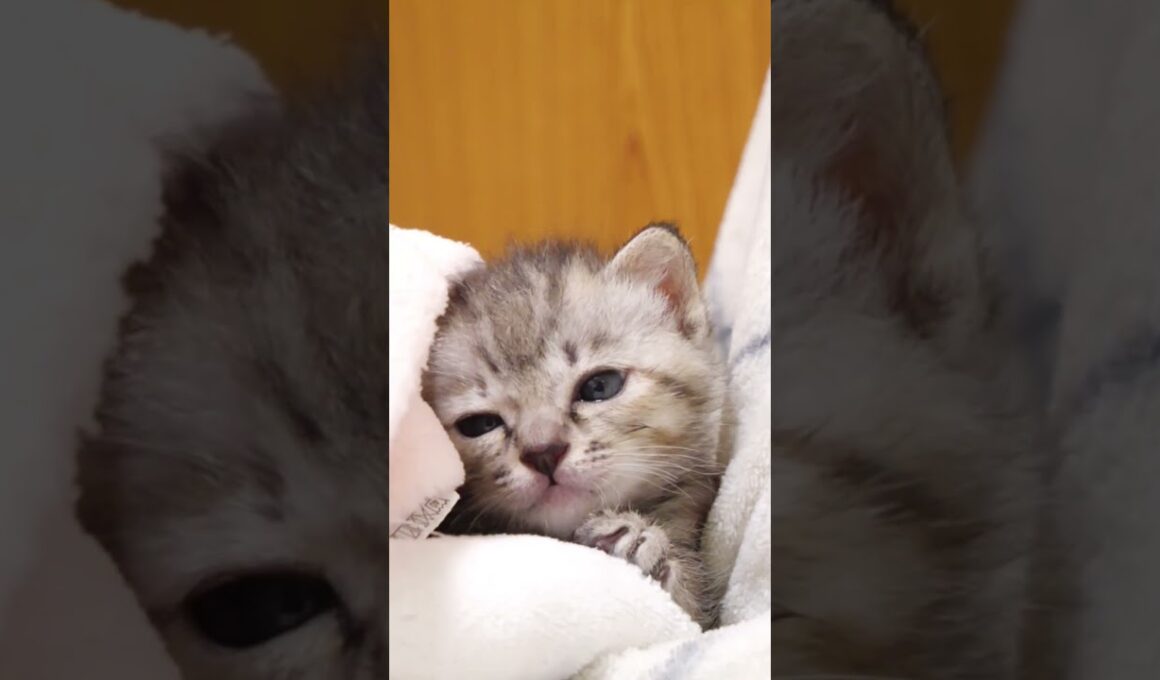 子猫はナデナデされて電池が切れちゃいました【赤ちゃん猫　保護猫】 #gatto #kitten #子ネコ #cat #cute #好きな子猫 #三毛猫 #kitty #猫 #animals  #保護猫