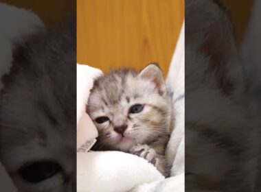 子猫はナデナデされて電池が切れちゃいました【赤ちゃん猫　保護猫】 #gatto #kitten #子ネコ #cat #cute #好きな子猫 #三毛猫 #kitty #猫 #animals  #保護猫
