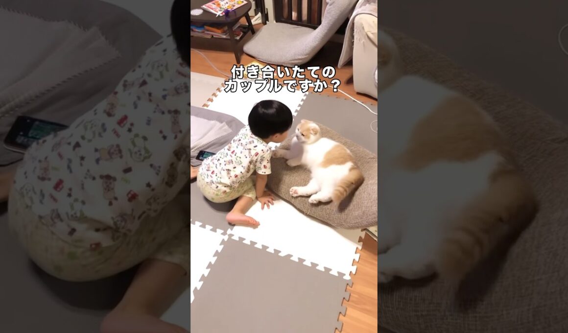 息子がスコティッシュと付き合いたてのカップル感醸し出してたwww #スコティッシュフォールド #スコティッシュフォールド折れ耳 #ねこのきもち #子猫