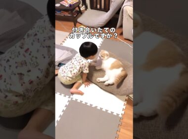 息子がスコティッシュと付き合いたてのカップル感醸し出してたwww #スコティッシュフォールド #スコティッシュフォールド折れ耳 #ねこのきもち #子猫