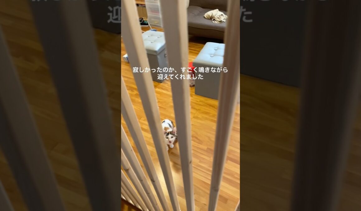 寂しがり屋子猫のお出迎え