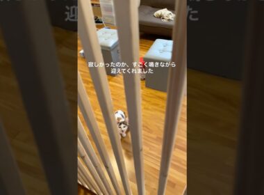 寂しがり屋子猫のお出迎え