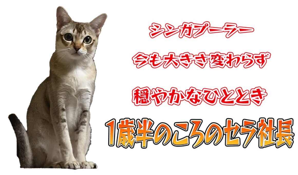【シンガプーラ】【1歳半の思い出】キャットタワーでまったり。飼い主の指と優しく遊ぶセラ社長