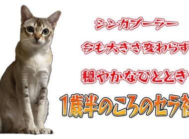 【シンガプーラ】【1歳半の思い出】キャットタワーでまったり。飼い主の指と優しく遊ぶセラ社長