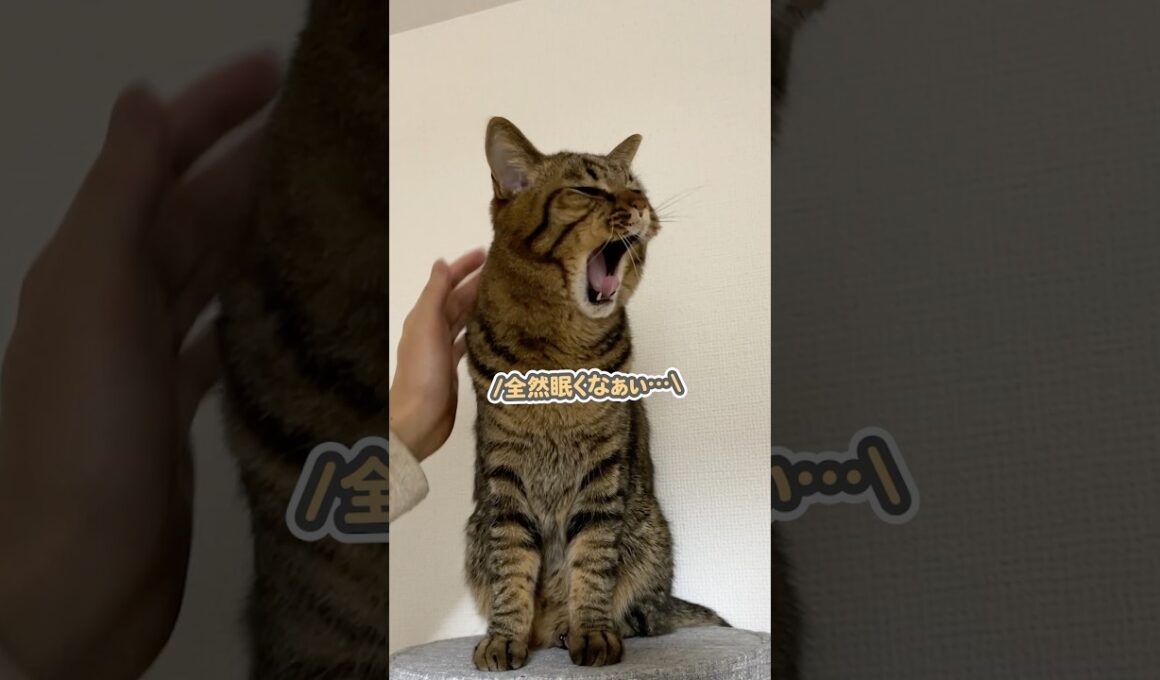 「全然眠くなぁぁぃ…」と強がるけど、実はめちゃくちゃ眠い猫
