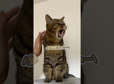 「全然眠くなぁぁぃ…」と強がるけど、実はめちゃくちゃ眠い猫