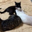 キジシロのルルの後ろで、グルーミングしあうシャムの雫、黒猫の黒夢
