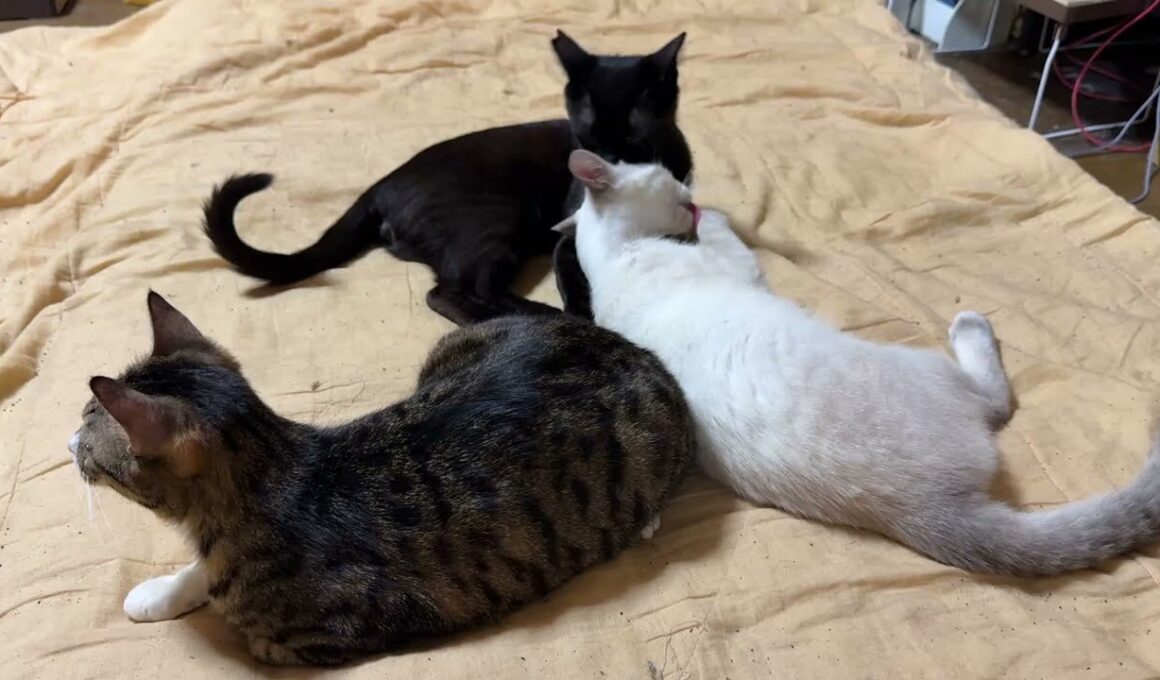 キジシロのルルの後ろで、グルーミングしあうシャムの雫、黒猫の黒夢