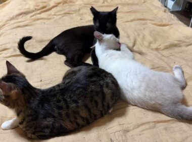 キジシロのルルの後ろで、グルーミングしあうシャムの雫、黒猫の黒夢