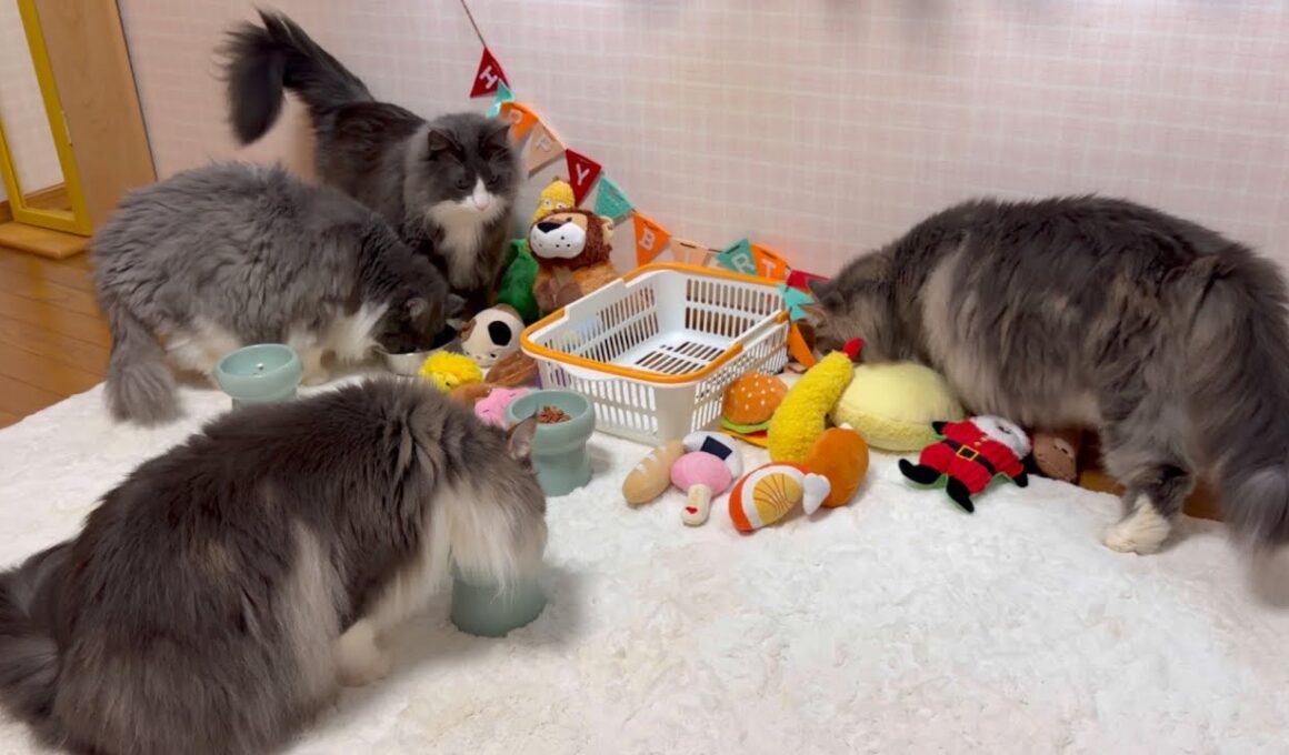 【こだわり⁉︎】食いしん坊なのにごはんを食べない末っ子くん！！！ノルウェージャンフォレストキャットとターキッシュアンゴラ