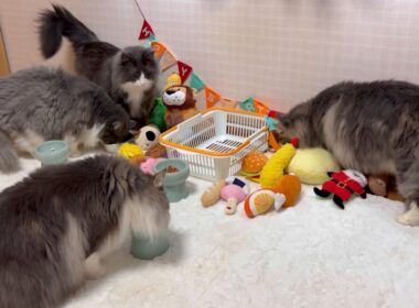 【こだわり⁉︎】食いしん坊なのにごはんを食べない末っ子くん！！！ノルウェージャンフォレストキャットとターキッシュアンゴラ