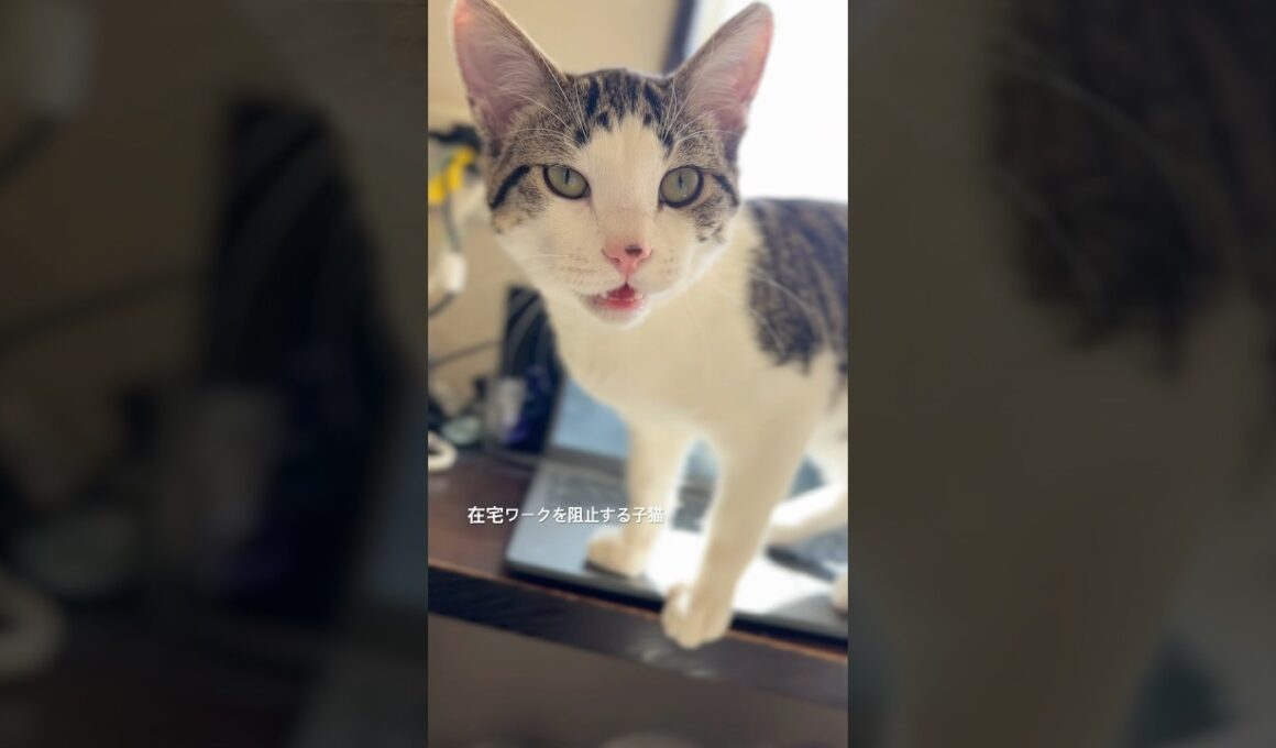 構ってちゃんな子猫 #子猫 #猫の鳴き声 #kitten