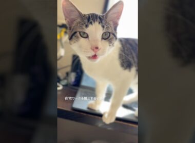 構ってちゃんな子猫 #子猫 #猫の鳴き声 #kitten