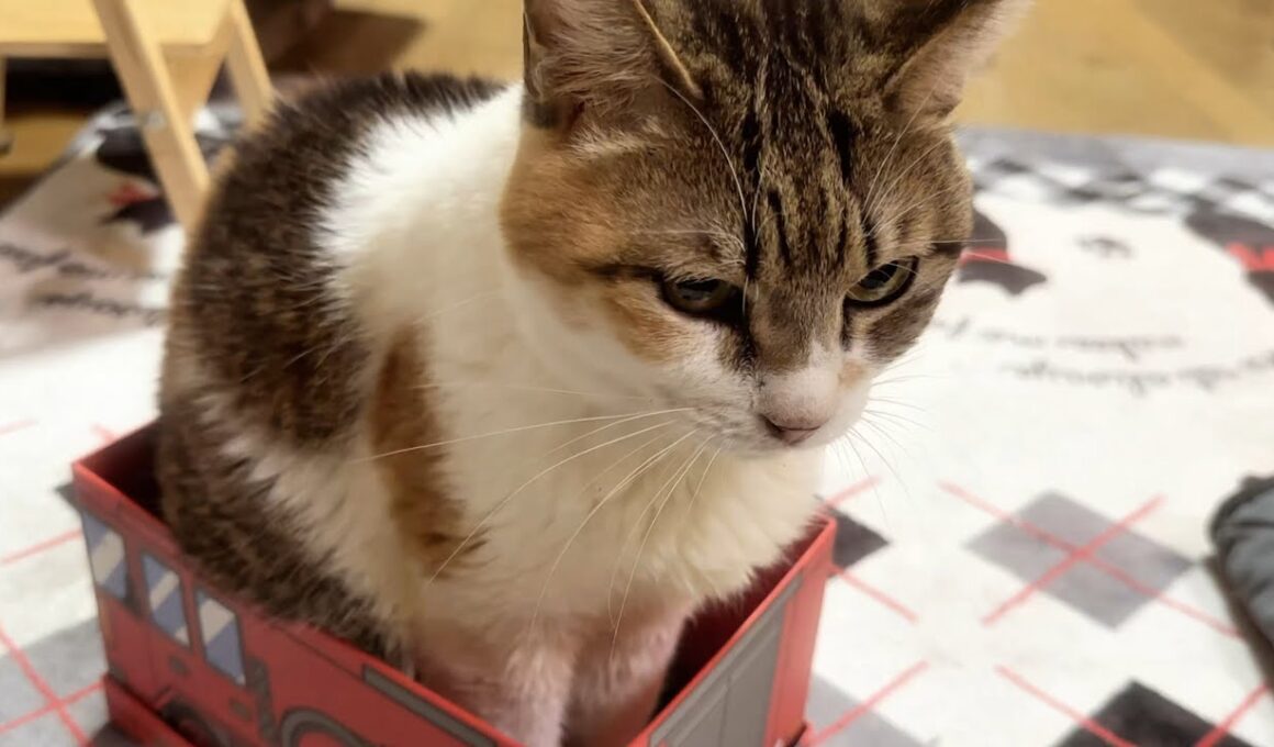 【ご報告】闘病中だった高齢猫の姫ちゃんがお空へと旅立ちました