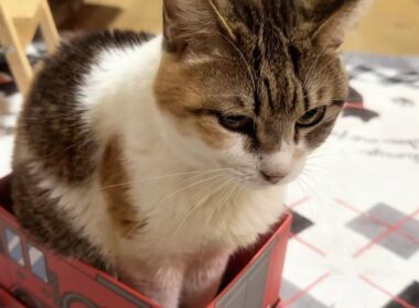 【ご報告】闘病中だった高齢猫の姫ちゃんがお空へと旅立ちました