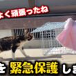 幹線道路沿いに現れた子猫を緊急保護しました