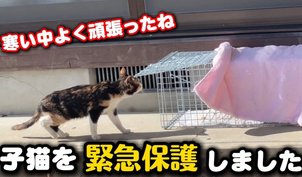 幹線道路沿いに現れた子猫を緊急保護しました