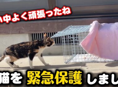 幹線道路沿いに現れた子猫を緊急保護しました